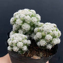 Mammillaria gracilis fragilis 'Thimble Cactus', 3-4cm