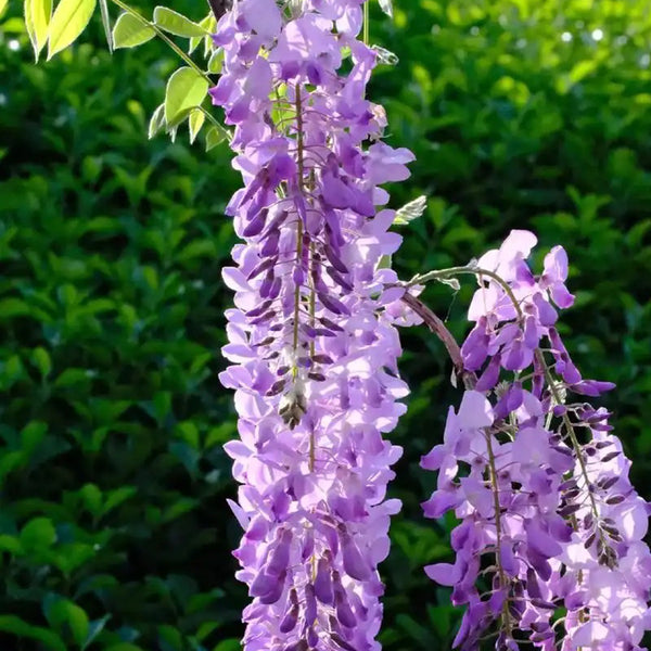 Chinese wisteria (Wisteria sinensis) Seeds, 50 Seeds