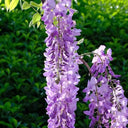 Chinese wisteria (Wisteria sinensis) Seeds, 50 Seeds