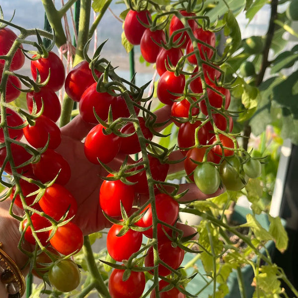 Red Saint Cherry Tomato, 100 Seeds