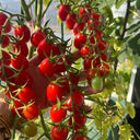 Red Saint Cherry Tomato, 100 Seeds