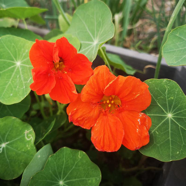 Royal Scarlet' Red Nasturtium Seeds, 50 Seeds