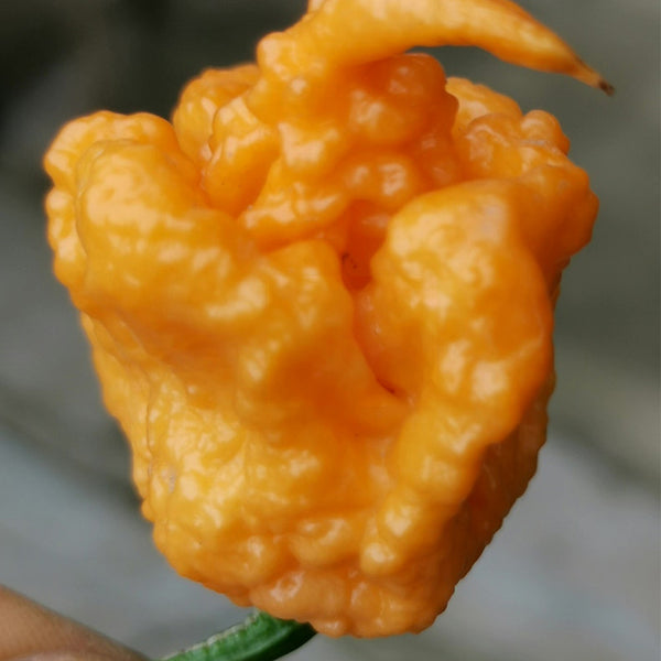 U2224 Orange-Yellow Carolina Reaper, 5 Seeds