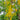 Golden Shower Tree, 10 Seeds