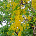 Golden Shower Tree, 10 Seeds