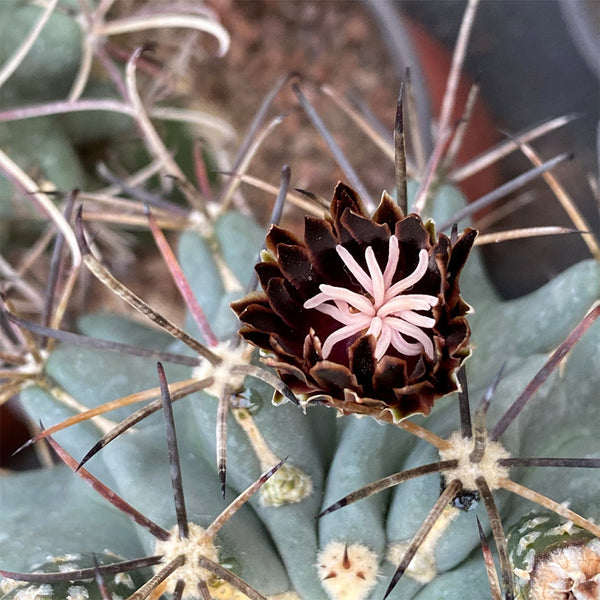 Chihuahuan Fishhook Cactus Seeds, Pkt of 25