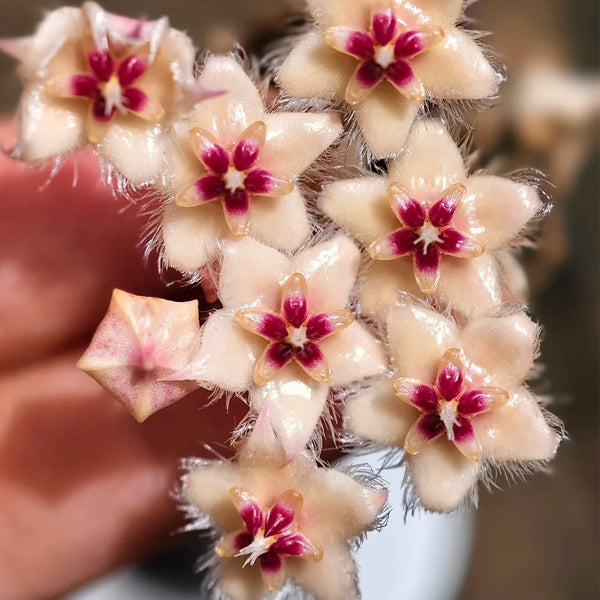 Hoya caudata, 1 Cutting