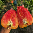 997 Amber Scallop Tomato, 5 Seeds