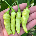 W1361 Extra-Hot Chinese Pickling Pepper, 50 Seeds