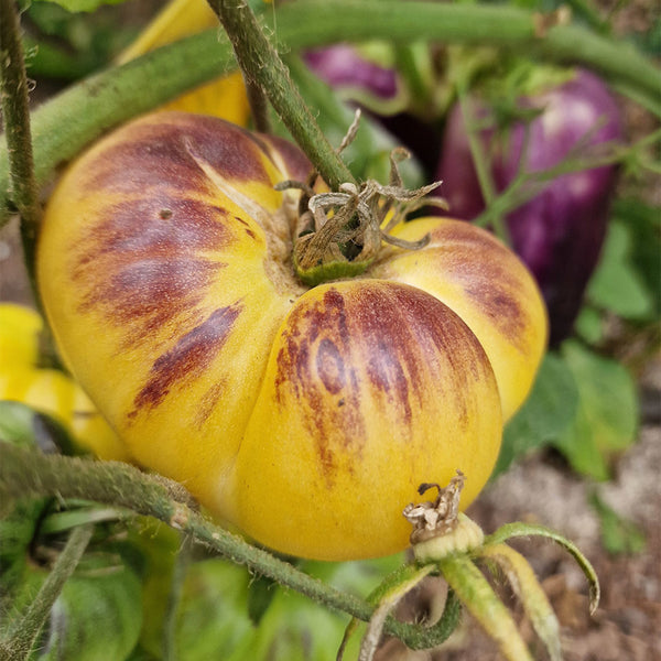 941 Julius GWB Tomato, 5 Seeds