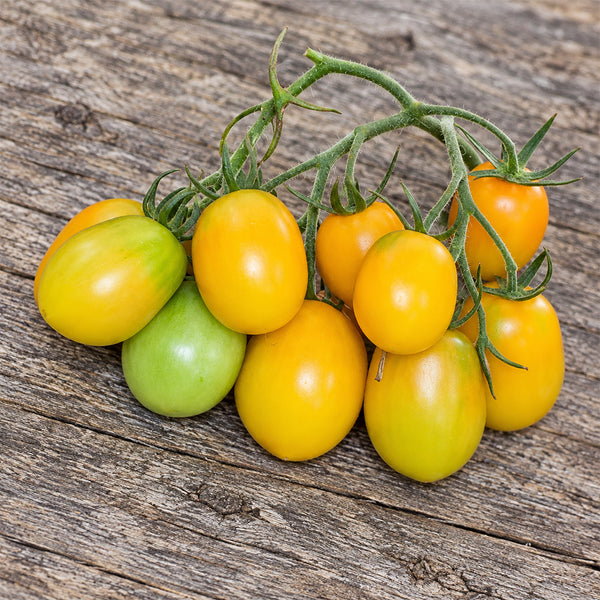 517 Pastel Sleeves Tomato, 5 Seeds