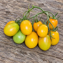 517 Pastel Sleeves Tomato, 5 Seeds