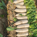 New White Jade Spring Radish Seeds, 5g