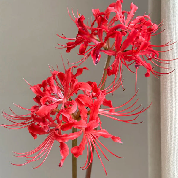 Blood Red Chunxiao Lycoris, 1 Bulb