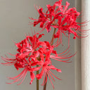Blood Red Chunxiao Lycoris, 1 Bulb