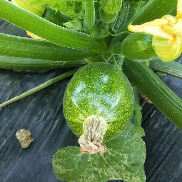 Bush Zucchini, 10 Seeds