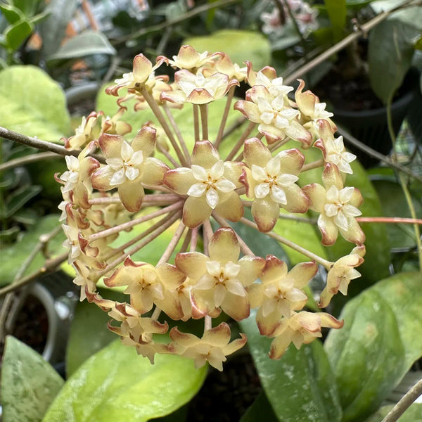 Hoya finlaysonii 'Nova', 2 Cuttings