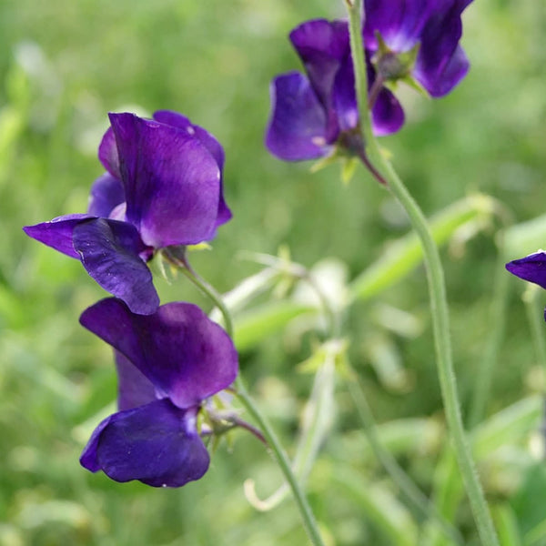 Royal Navy Blue Sweet Pea, 5 Seeds