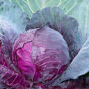 Violet Cabbage Seeds, 5 × 200-seed Bags