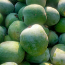 Green Star Wax Gourd Seeds, 10g