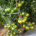 861 Rozmai Cherry Tomato, 5 Seeds