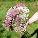 Chocolate Lace Flower, 100 Seeds