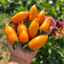 110 Blush 2.0 Tomato, 3 Seeds