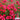 Hezhichun Scarlet Flax Seeds, 1g
