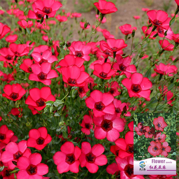 Hezhichun Scarlet Flax Seeds, 1g