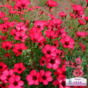 Hezhichun Scarlet Flax Seeds, 1g