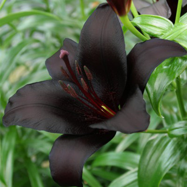 Lilium 'Black Knight', 12/14cm Circumference, 2 Bulbs