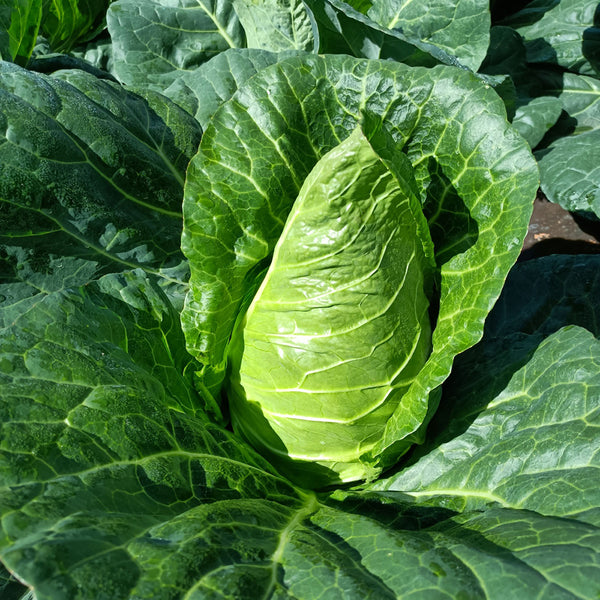 Huachun Oxheart Cabbage Seeds, 10g