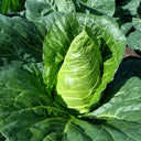 Huachun Oxheart Cabbage Seeds, 10g