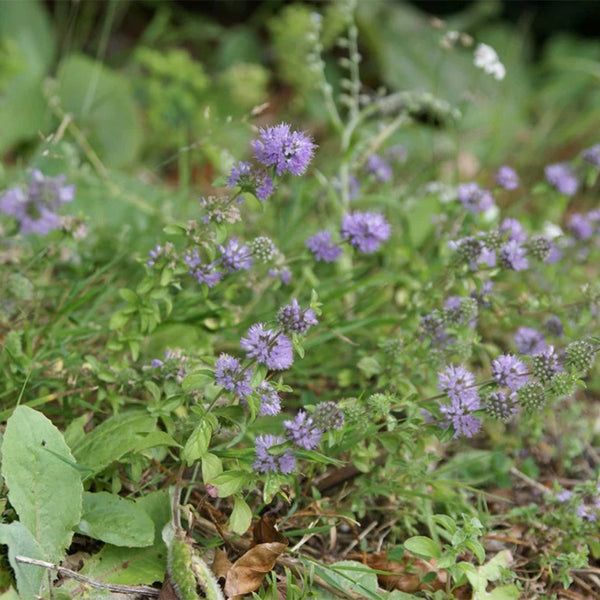 Pennyroyal Mint, 1000 Seeds