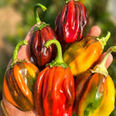 Rainbow Candy Sweet Pepper, 20~30 Seeds