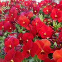 Super Bingo Series Red Pansy Seeds, 100 Seeds