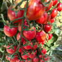 'Red Millennium' Cherry Tomato Seeds, 100 Seeds