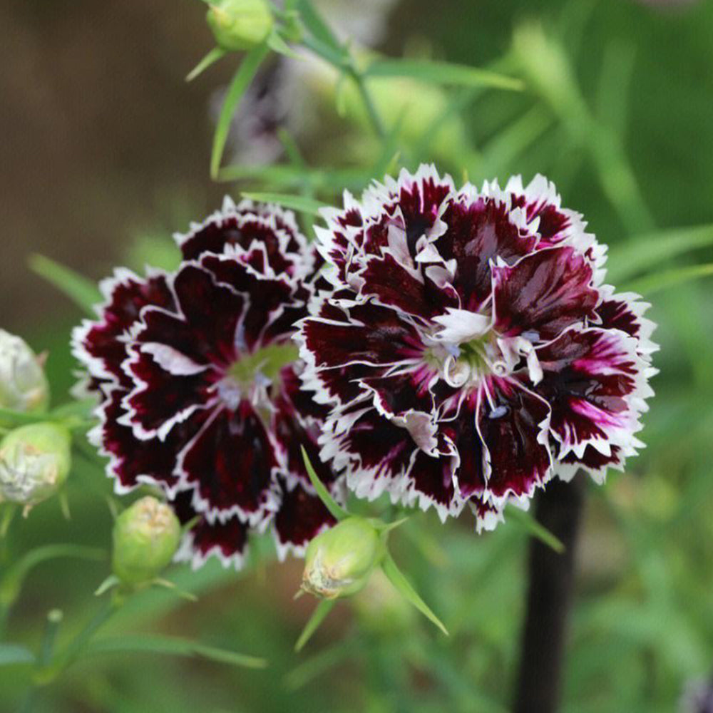 'Black-white Minstrel' Dianthus Seeds