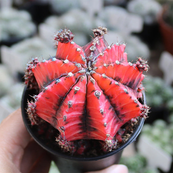 Gymnocalycium mihanovichii variegata 'Oil Painting Peony', 5-7cm