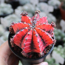 Gymnocalycium mihanovichii variegata 'Oil Painting Peony', 5-7cm