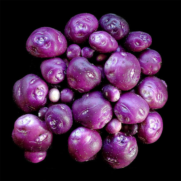 True Potato Seeds (TPS), Chiar Choque Pitu (Solanum curtilobum), 4 Seeds