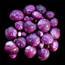 True Potato Seeds (TPS), Chiar Choque Pitu (Solanum curtilobum), 4 Seeds