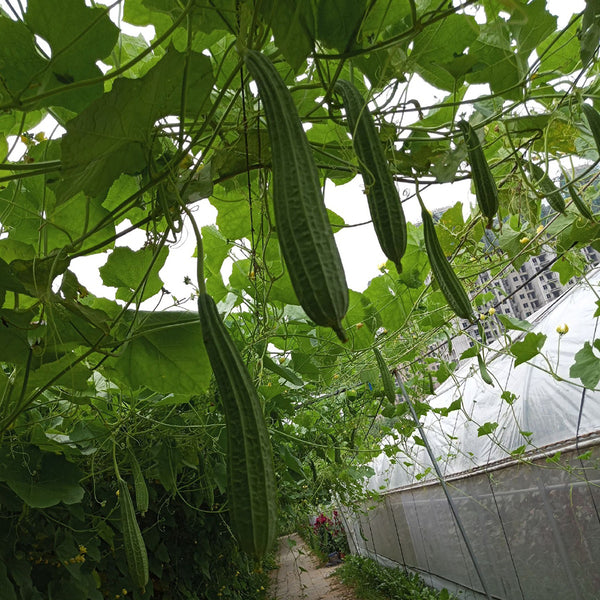 Jiemei Yaxiu No. 2 Luffa, 20 Seeds