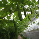 Jiemei Yaxiu No. 2 Luffa, 20 Seeds