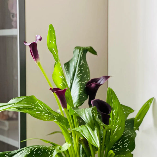 'Chief' Calla Lily, 16/18cm Circumference, 1 Bulb