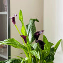 'Chief' Calla Lily, 16/18cm Circumference, 1 Bulb