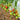 425 Kolkhoznaya Koroleva Tomato, 5 Seeds