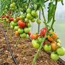 425 Kolkhoznaya Koroleva Tomato, 5 Seeds
