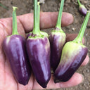 Purple Tower Facing-Heaven Pepper Seeds, 0.2g