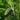 Huashan Pine, 50 Seeds
